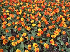 washington_squre_park_tulip